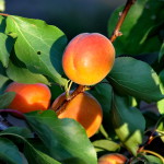 Abricots-frais-MDA
