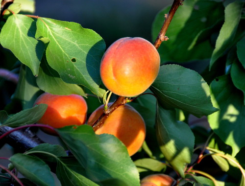 Abricots-frais-MDA