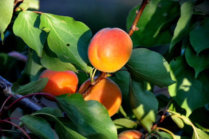 Abricots-frais-MDA