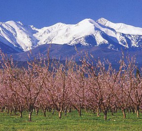 Canigou-printemps2-MDA