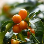 kumquats-MDA