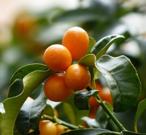 kumquats-MDA