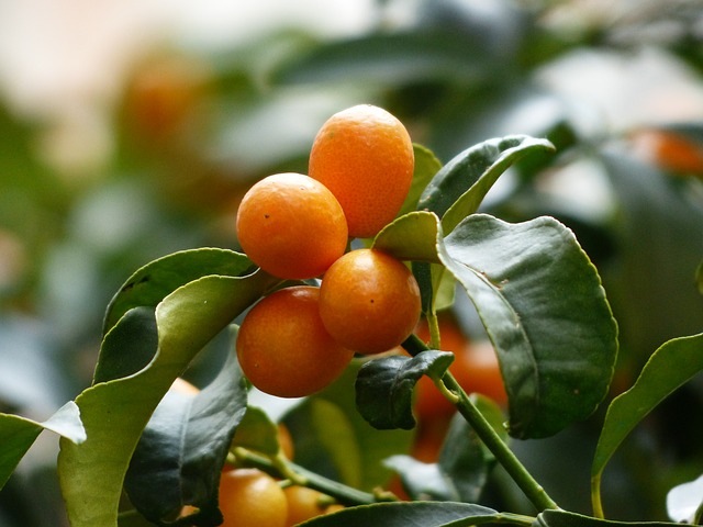 kumquats-MDA