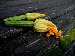 Fleurs de Courgettes - MDA